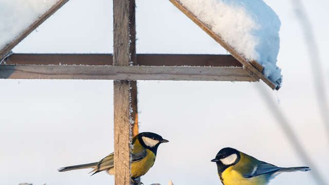 Les mercredis de la Loire : les oiseaux