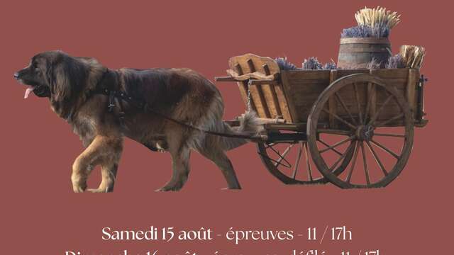 Concours d'attelages canins
