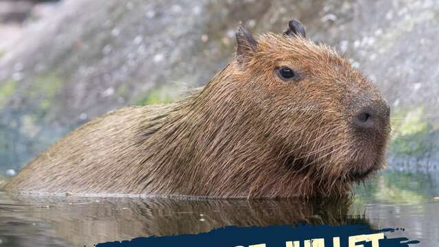 Programme de Juillet (Zoo de Martinique)