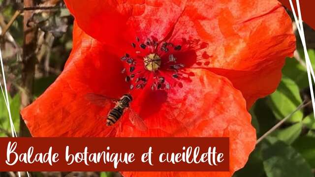 Sortie cueillette