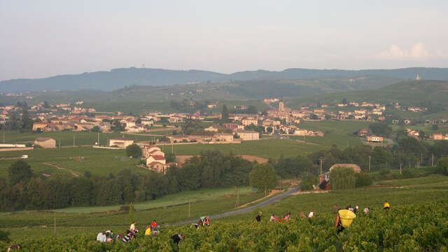 Rando : À travers le vignoble de Sambin