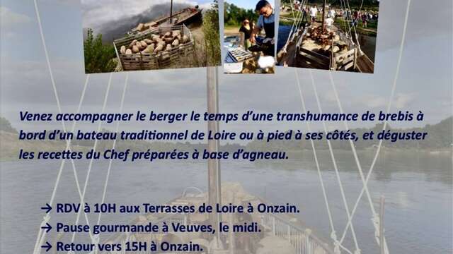 Transhumance de brebis