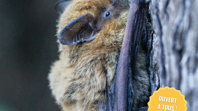 Abri à chauve-souris 1 Mois 1 Action