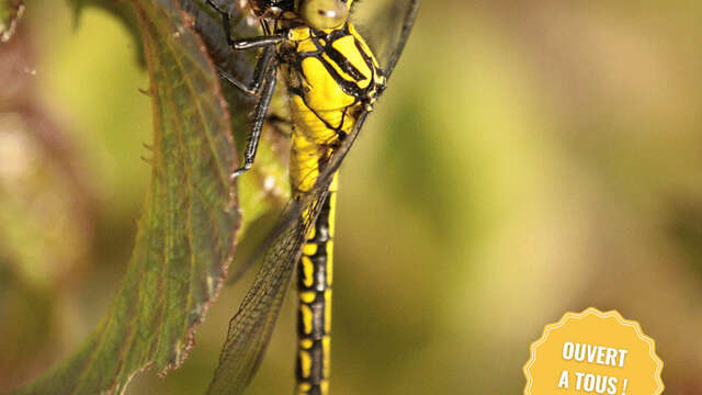 Découverte des odonates 1 - récolte