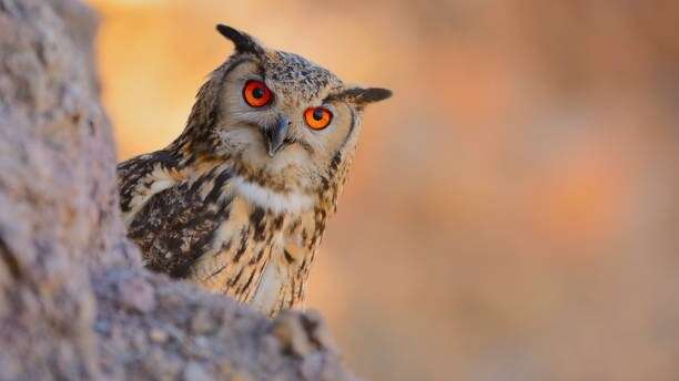 Cherchez les chouettes