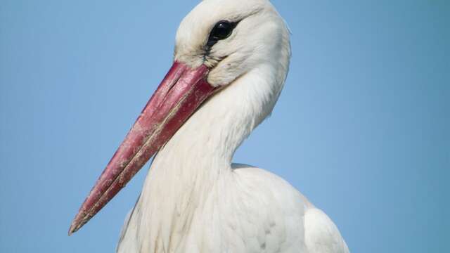Sortie ornithologique en marais de Brière