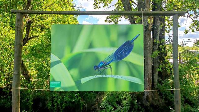 Biodiversité, de l'invisible au visible