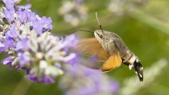 Biodiversité : quelles perspectives pour l'avenir ?
