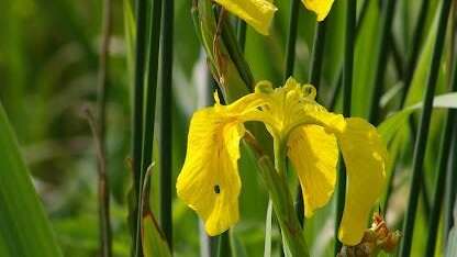 Les Plantes de Brière : Tout ce que vous devez savoir
