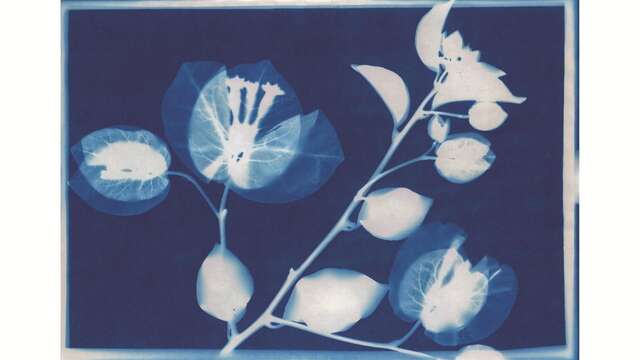 Atelier cyanotype