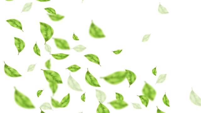 Lectures à feuilles ouvertes