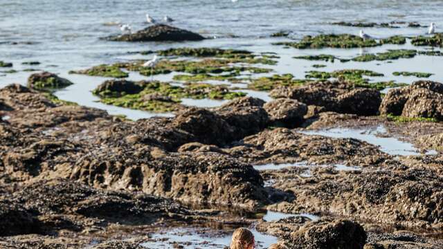 Dans les pas du cueilleur d'algues, sortie à la plage avec Écho nature