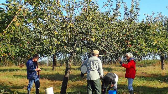 Chantier taille du verger avec Bretagne vivante