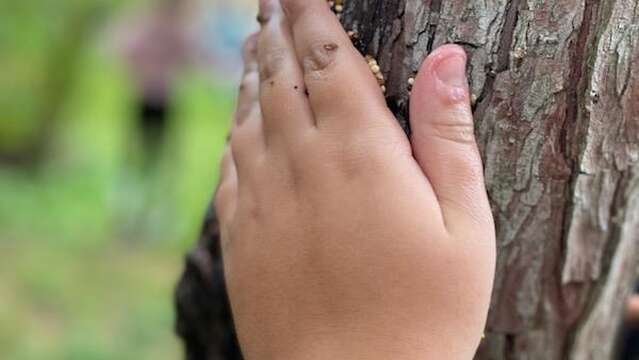 Fresque collective La place de l'arbre dans nos imaginaires