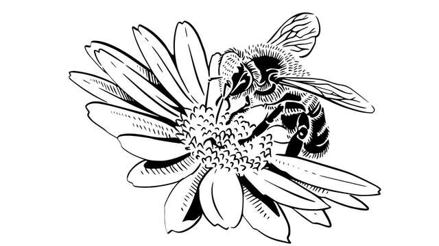 Un nouveau regard sur la nature en ville
