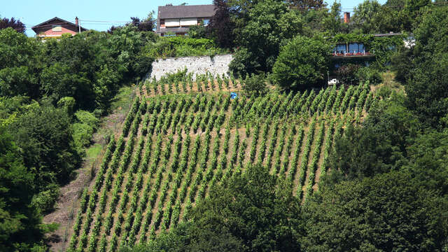 Hautes Vignes (AOC)