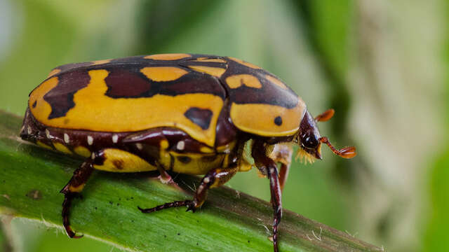 Hexapoda – Insectarium Jean Leclercq