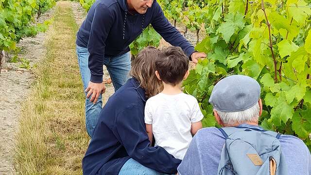 Balade dans le vignoble