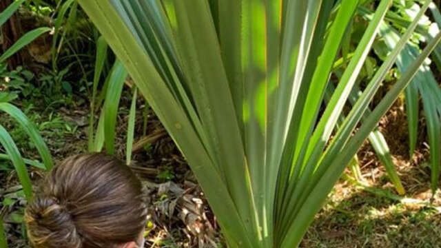 Ti Brin Nature
