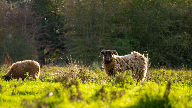 ATELIER | Nos amis les moutons (3-10 ans)