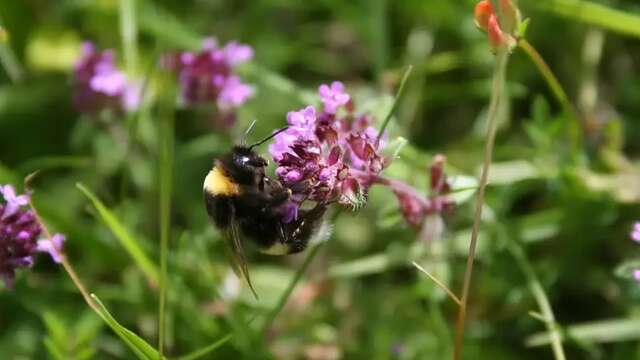 SORITE NATURE | Fleurs de coteau et leurs squatteurs…
