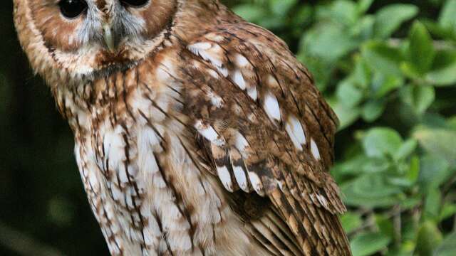 ATELIER | Chouette?! Voilà des hiboux (6-10ans)