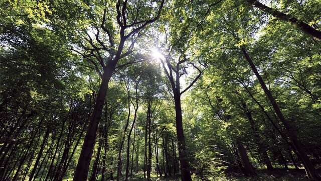 Aire de Pique-Nique à la Forêt de Rihoult