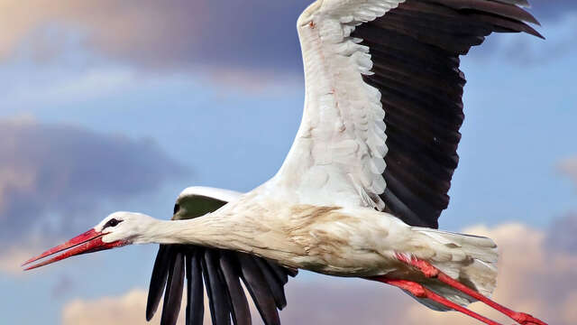 ATELIER | Les cigognes blanches (6-10ans)