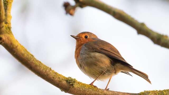 ATELIER | Café du mardi, atelier nature