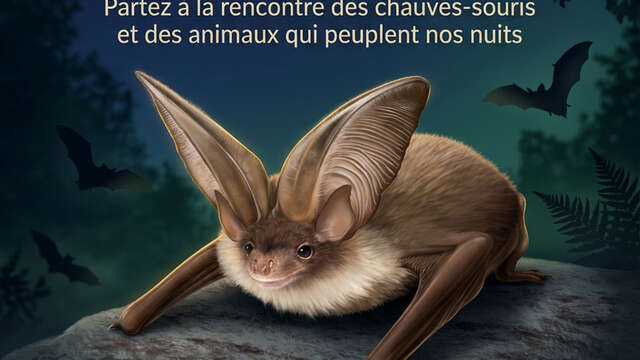 EDEN 62 | Les animaux de la nuit