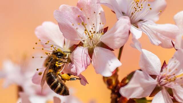 ÉVÉNEMENT | Journée de l'Abeille à Lumbres