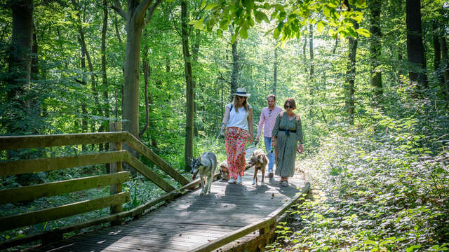 Forêt d'Éperlecques