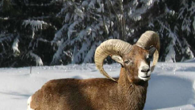 Balade raquettes accompagnée "Les mouflons"