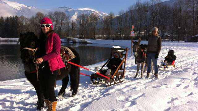 Promenade en poney luge