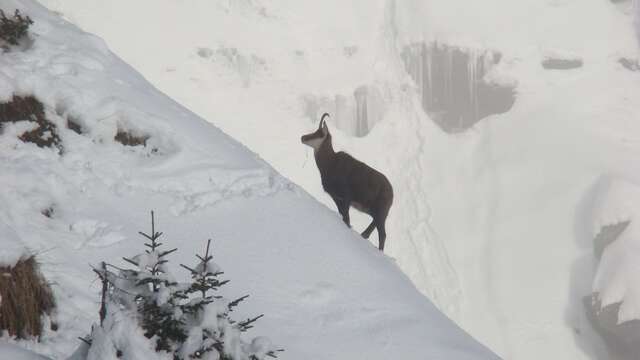 Sortie raquettes Le cirque grandiose - voir des chamois