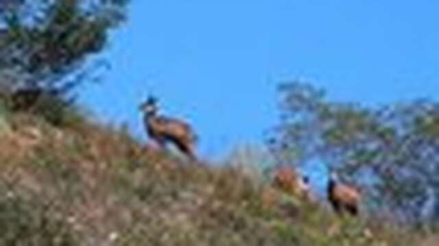 Les chamois du Revermont