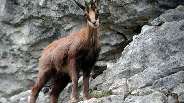 Randonnée "Affut chamois"