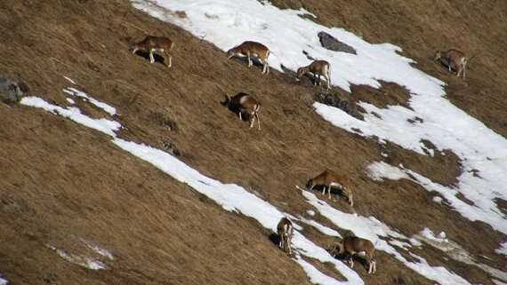 Snowshoe outing : Mouflons and Chamois outing (with a snack)