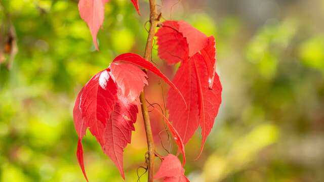 Atelier ALTEC (6-8 ans) - Les couleurs de la nature
