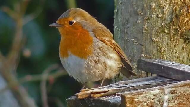 La Biodiversité au jardin; comment préparer le printemps