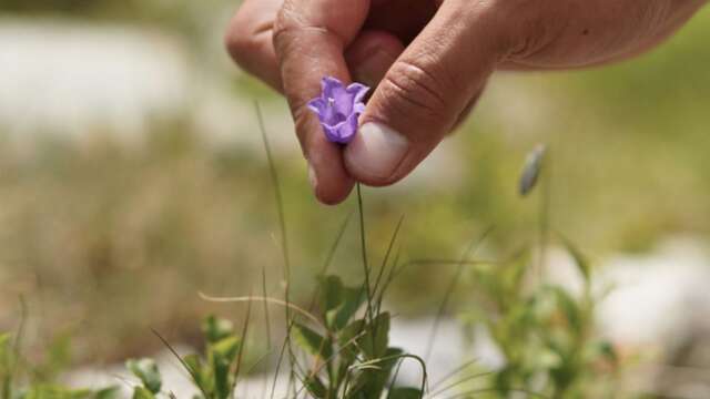 Atelier plantes et cuisine - Wacohe