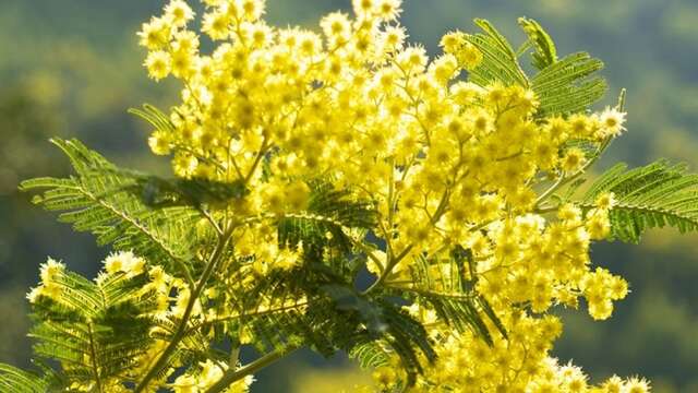 92. Zitronenfest® - Lemon hike