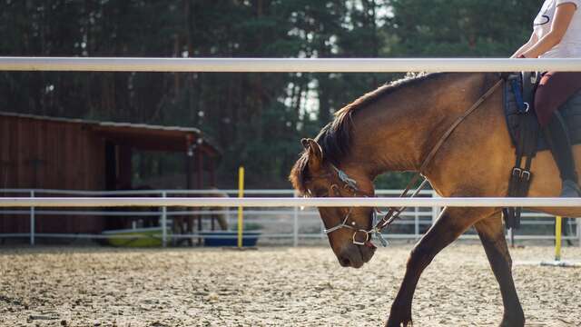 Equitation - Cours particuliers ou balade