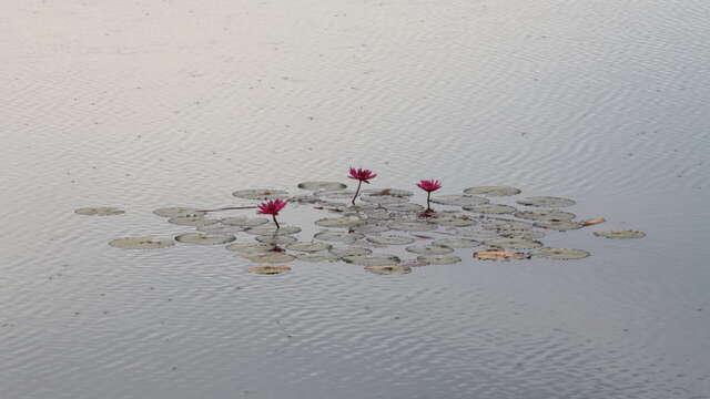 Sofrologieworkshop "Familie opstellingen"