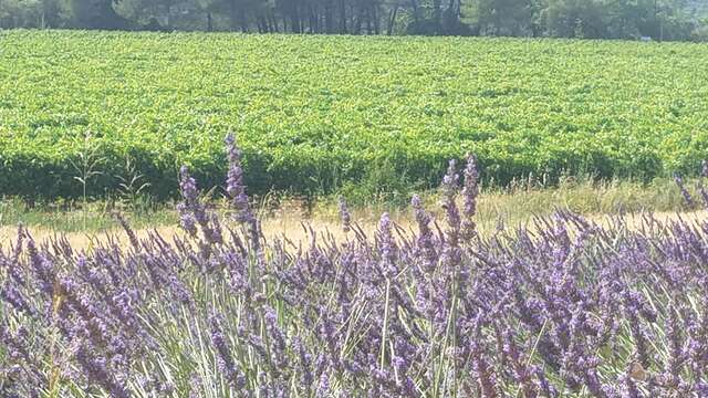 Domaine Les Toulons