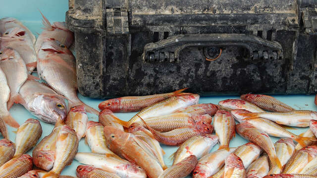 Marché aux poissons