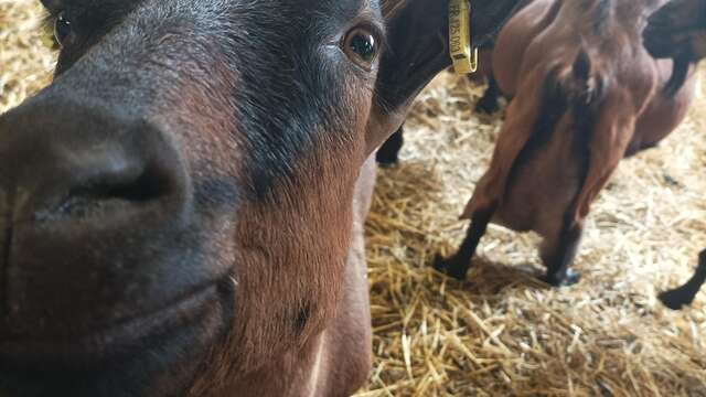 Traite et p'tit déj à la ferme