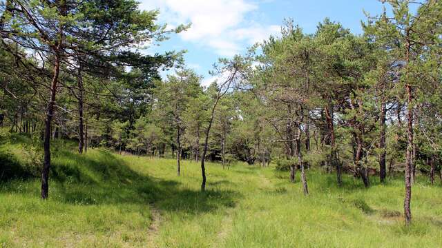 Rundweg zu Fuß : à travers les Grands Bois