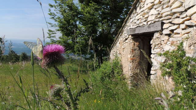 Les bergeries de la montagne de Lure