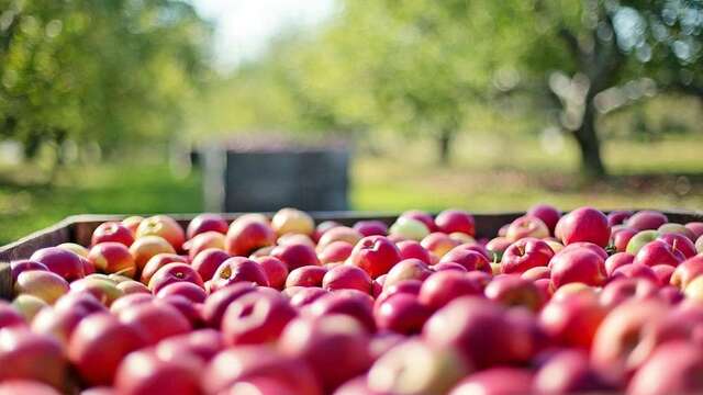 Eté à la ferme - Marché Pom Bio Berger
